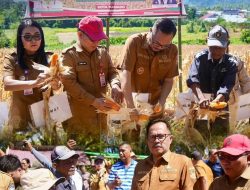 Wawali Manado Panen Jagung Bersama Petani, Bantuan Alat Pertanian Dorong Produktivitas