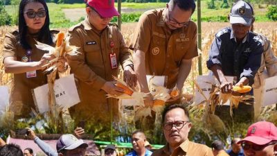 Wawali Manado Panen Jagung Bersama Petani, Bantuan Alat Pertanian Dorong Produktivitas
